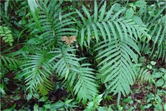 Blechnum orientale